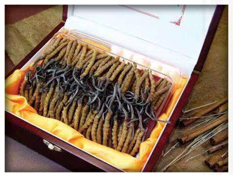 桥头镇冬虫夏草回收